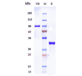 SDS-PAGE - Anti-Glucose Transporter 8 Antibody [VB1-050] - Low endotoxin, Azide free (A324040) - Antibodies.com