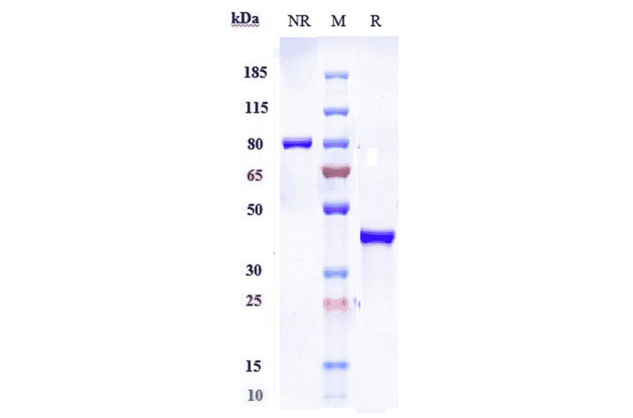 SDS-PAGE - Anti-Glucose Transporter 8 Antibody [VB1-050] - Low endotoxin, Azide free (A324040) - Antibodies.com