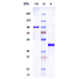 SDS-PAGE - Anti-Glucose Transporter 8 Antibody [VB1-050] - Low endotoxin, Azide free (A324040) - Antibodies.com