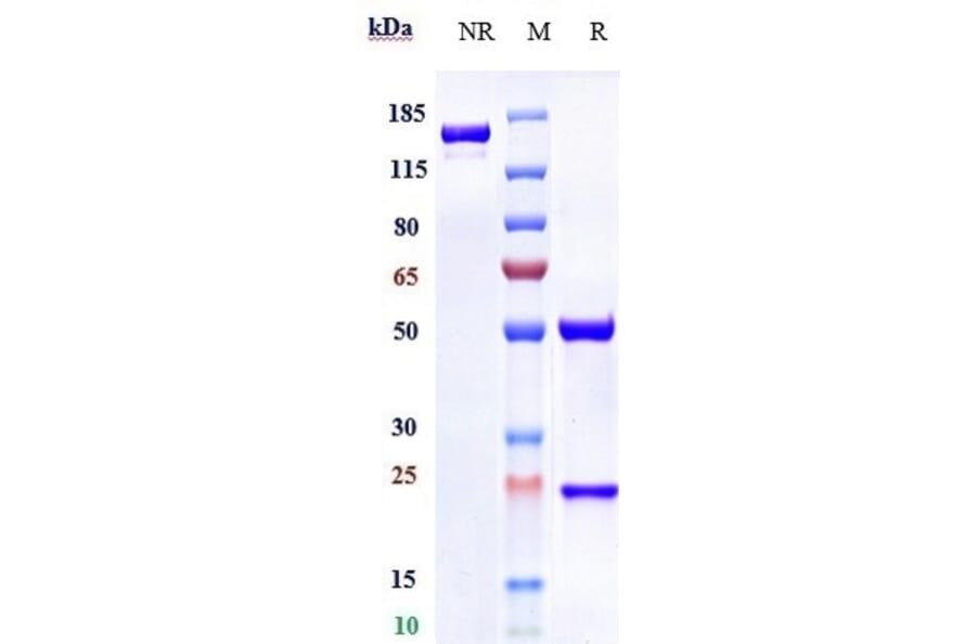 SDS-PAGE - Anti-Glypican 1/GPC1 Antibody [Research Grade Biosimilar] - Low endotoxin, Azide free (A324041) - Antibodies.com