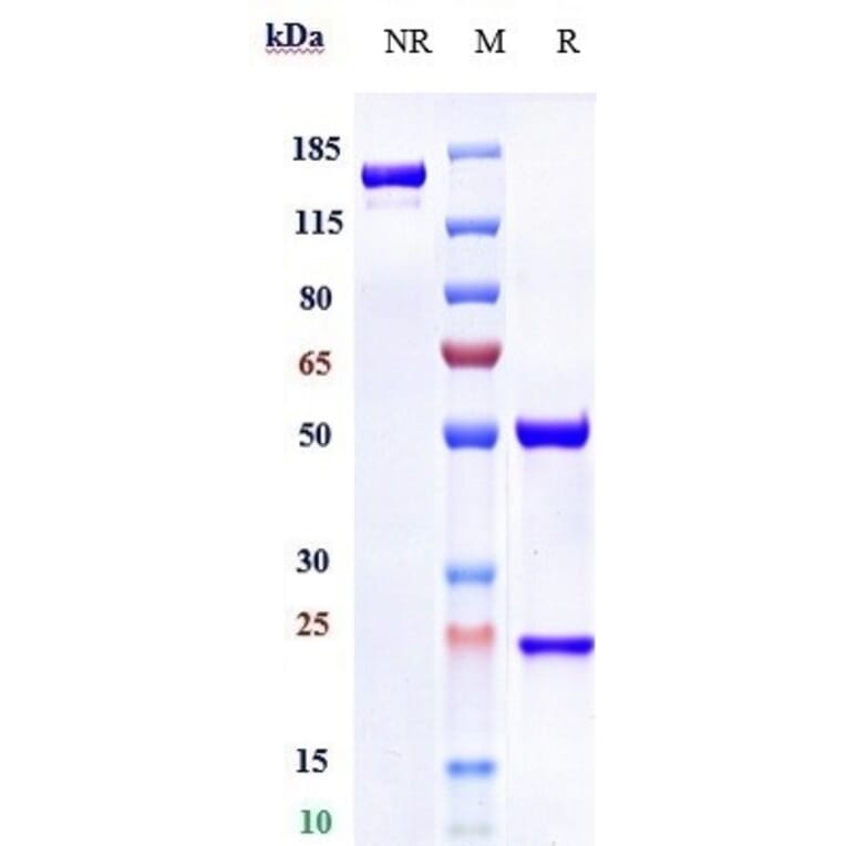 SDS-PAGE - Anti-Glypican 1/GPC1 Antibody [Research Grade Biosimilar] - Low endotoxin, Azide free (A324041) - Antibodies.com