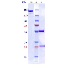 SDS-PAGE - Anti-GM-CSF Antibody [Research Grade Biosimilar] - Low endotoxin, Azide free (A324043) - Antibodies.com
