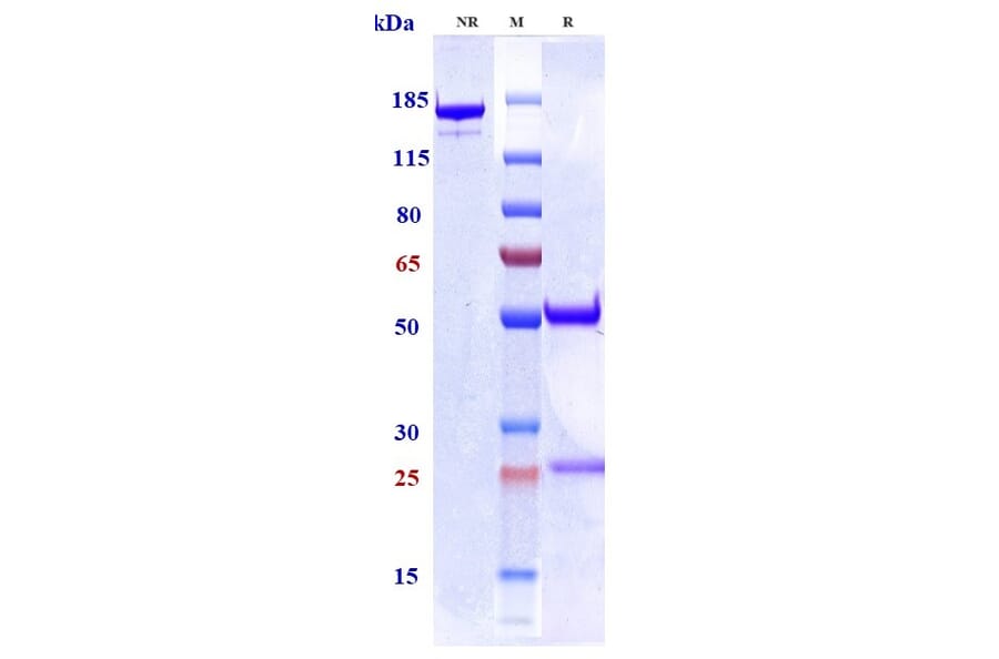 SDS-PAGE - Anti-GM-CSF Antibody [Research Grade Biosimilar] - Low endotoxin, Azide free (A324043) - Antibodies.com