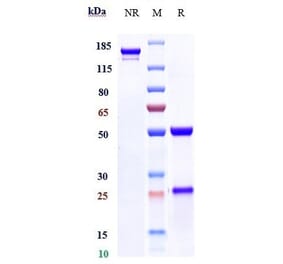 SDS-PAGE - Anti-GOLPH2 Antibody [Research Grade Biosimilar] - Low endotoxin, Azide free (A324044) - Antibodies.com