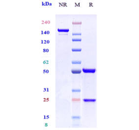 SDS-PAGE - Anti-GPA33 Antibody [KRN330] - Low endotoxin, Azide free (A324045) - Antibodies.com