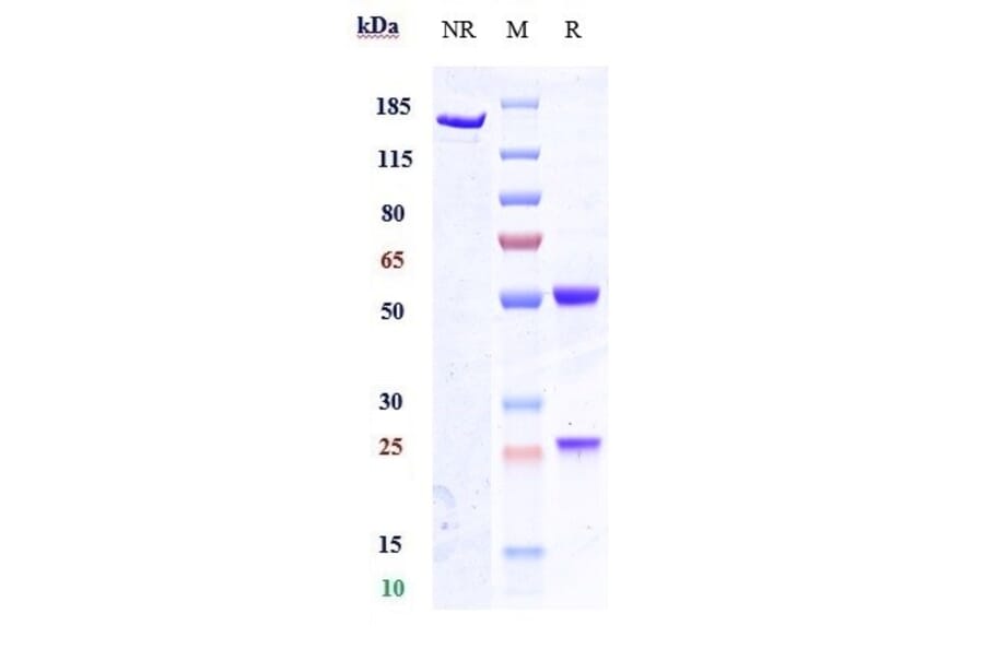 SDS-PAGE - Anti-GPCR GPR20 Antibody [DS-6157] - Low endotoxin, Azide free (A324046) - Antibodies.com