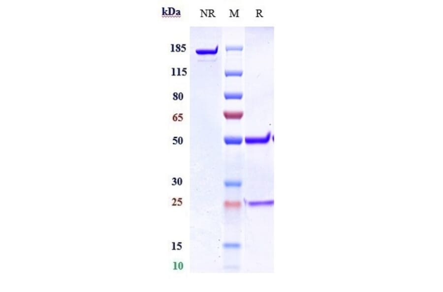 SDS-PAGE - Anti-Gremlin 1 Antibody [Research Grade Biosimilar] - Low endotoxin, Azide free (A324048) - Antibodies.com