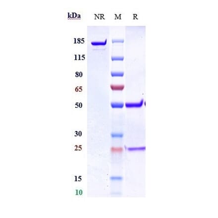 SDS-PAGE - Anti-Gremlin 1 Antibody [Research Grade Biosimilar] - Low endotoxin, Azide free (A324048) - Antibodies.com