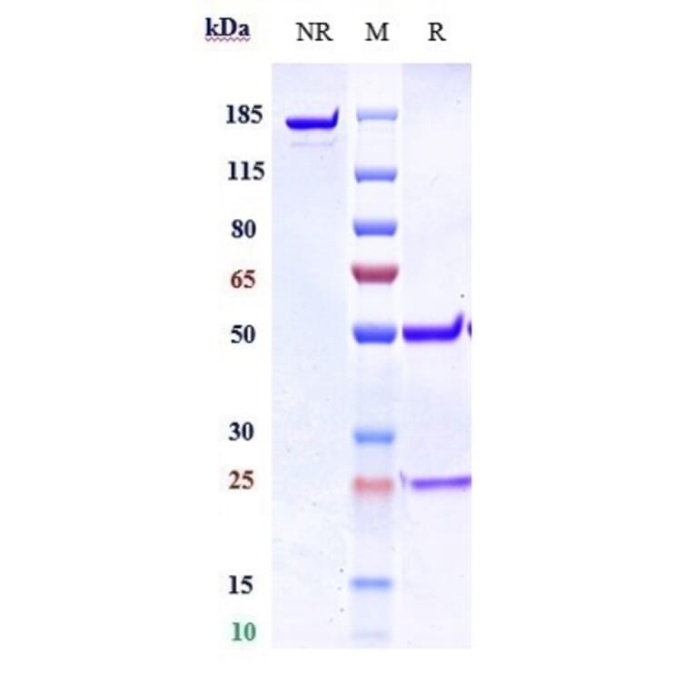 SDS-PAGE - Anti-Gremlin 1 Antibody [Research Grade Biosimilar] - Low endotoxin, Azide free (A324048) - Antibodies.com