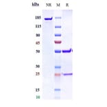 SDS-PAGE - Anti-Gremlin 1 Antibody [Research Grade Biosimilar] - Low endotoxin, Azide free (A324048) - Antibodies.com