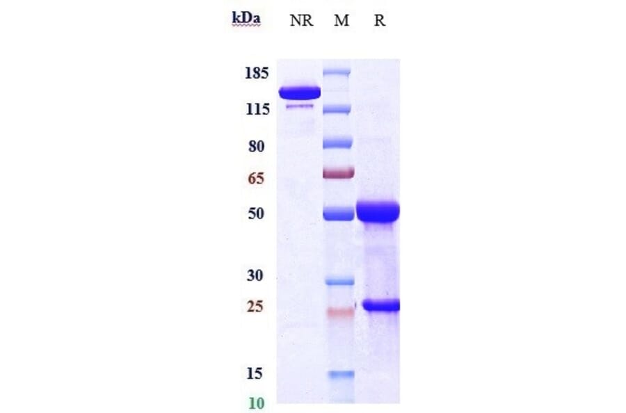 SDS-PAGE - Anti-Gremlin 1 Antibody [Research Grade Biosimilar] - Low endotoxin, Azide free (A324049) - Antibodies.com