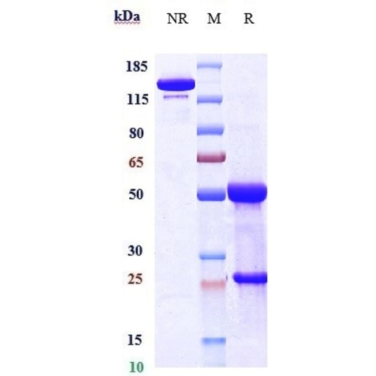 SDS-PAGE - Anti-Gremlin 1 Antibody [Research Grade Biosimilar] - Low endotoxin, Azide free (A324049) - Antibodies.com