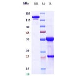 SDS-PAGE - Anti-Gremlin 1 Antibody [Research Grade Biosimilar] - Low endotoxin, Azide free (A324049) - Antibodies.com