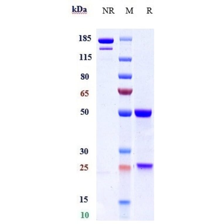 SDS-PAGE - Anti-HBEGF/DTR Antibody [KHK2866] - Low endotoxin, Azide free (A324052) - Antibodies.com
