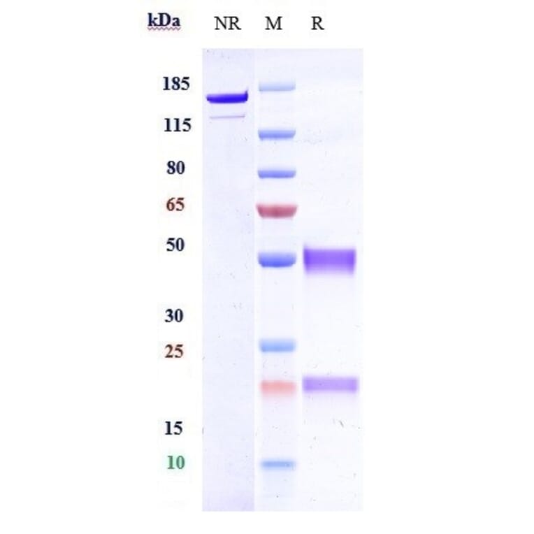 SDS-PAGE - Anti-Hemojuvelin Antibody [DISC-0974] - Low endotoxin, Azide free (A324053) - Antibodies.com