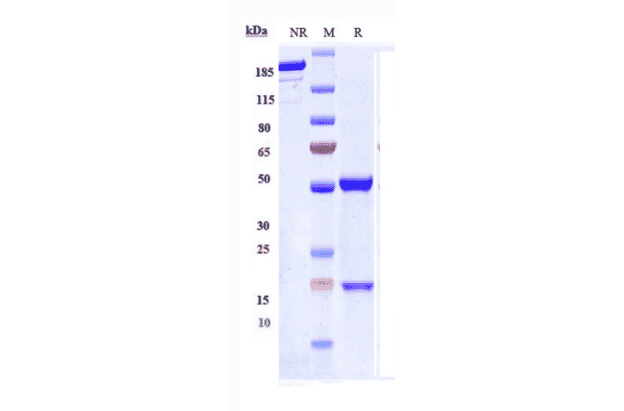 SDS-PAGE - Anti-Hepcidin Antibody [Research Grade Biosimilar] - Low endotoxin, Azide free (A324055) - Antibodies.com