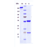 SDS-PAGE - Anti-Hepcidin Antibody [Research Grade Biosimilar] - Low endotoxin, Azide free (A324055) - Antibodies.com