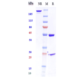 SDS-PAGE - Anti-HGF Antibody [TAK-701] - Low endotoxin, Azide free (A324057) - Antibodies.com