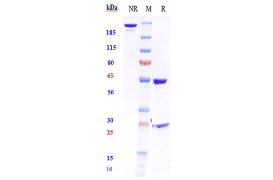 SDS-PAGE - Anti-HGF Antibody [TAK-701] - Low endotoxin, Azide free (A324057) - Antibodies.com
