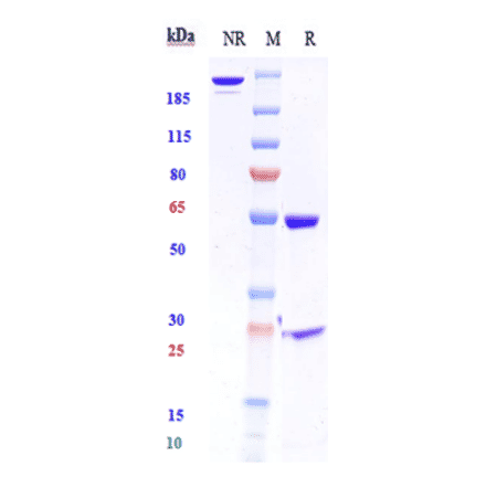 SDS-PAGE - Anti-HGF Antibody [TAK-701] - Low endotoxin, Azide free (A324057) - Antibodies.com