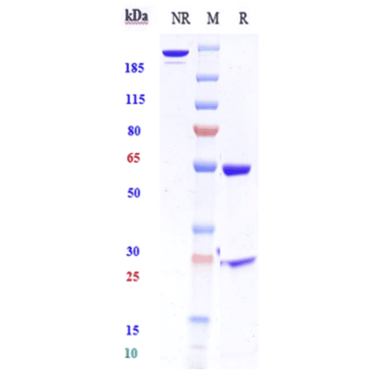 SDS-PAGE - Anti-HGF Antibody [TAK-701] - Low endotoxin, Azide free (A324057) - Antibodies.com