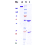 SDS-PAGE - Anti-HGF Antibody [TAK-701] - Low endotoxin, Azide free (A324057) - Antibodies.com