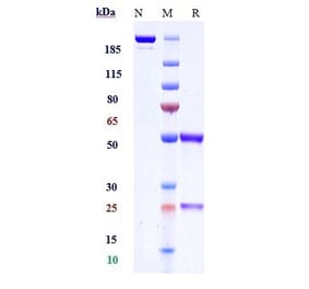 SDS-PAGE - Anti-Histone H2B Antibody [Research Grade Biosimilar] - Low endotoxin, Azide free (A324059) - Antibodies.com