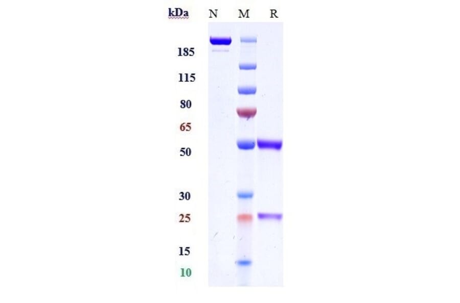 SDS-PAGE - Anti-Histone H2B Antibody [Research Grade Biosimilar] - Low endotoxin, Azide free (A324059) - Antibodies.com