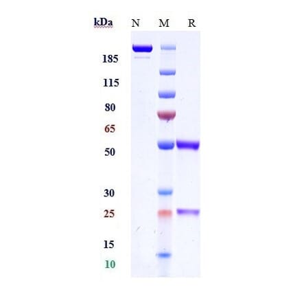 SDS-PAGE - Anti-Histone H2B Antibody [Research Grade Biosimilar] - Low endotoxin, Azide free (A324059) - Antibodies.com