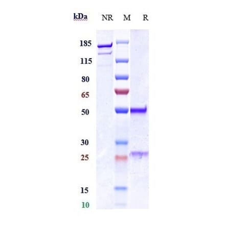 SDS-PAGE - Anti-Histone H4 Antibody [Research Grade Biosimilar] - Low endotoxin, Azide free (A324061) - Antibodies.com