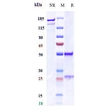 SDS-PAGE - Anti-Histone H4 Antibody [Research Grade Biosimilar] - Low endotoxin, Azide free (A324061) - Antibodies.com