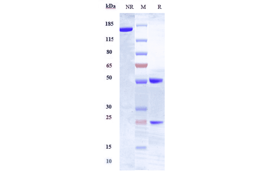 SDS-PAGE - Anti-HLA-DR Antibody [IMMU-114] - Low endotoxin, Azide free (A324062) - Antibodies.com