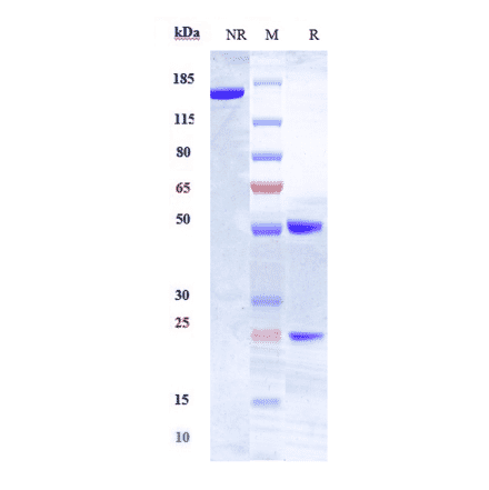 SDS-PAGE - Anti-HLA-DR Antibody [IMMU-114] - Low endotoxin, Azide free (A324062) - Antibodies.com