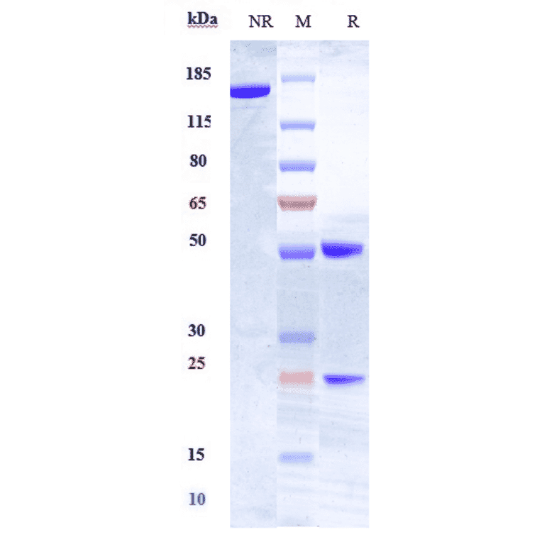 SDS-PAGE - Anti-HLA-DR Antibody [IMMU-114] - Low endotoxin, Azide free (A324062) - Antibodies.com