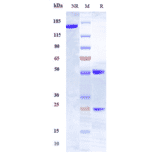 SDS-PAGE - Anti-HLA-DR Antibody [IMMU-114] - Low endotoxin, Azide free (A324062) - Antibodies.com