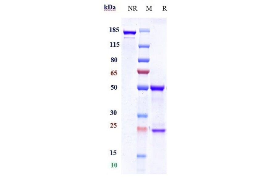 SDS-PAGE - Anti-HTRA1 Antibody [FHTR2163] - Low endotoxin, Azide free (A324063) - Antibodies.com