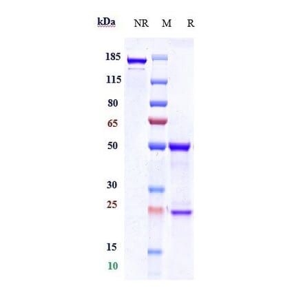 SDS-PAGE - Anti-HTRA1 Antibody [FHTR2163] - Low endotoxin, Azide free (A324063) - Antibodies.com