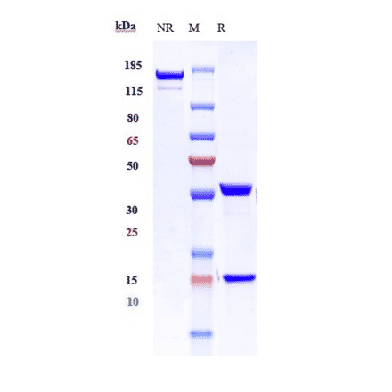 SDS-PAGE - Anti-ICAM3 Antibody [Research Grade Biosimilar] - Low endotoxin, Azide free (A324064) - Antibodies.com
