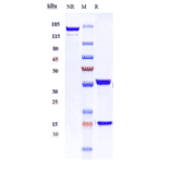SDS-PAGE - Anti-ICAM3 Antibody [Research Grade Biosimilar] - Low endotoxin, Azide free (A324064) - Antibodies.com