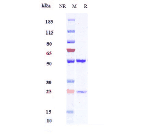 SDS-PAGE - Anti-ICOS Antibody [MEDI-570] - Low endotoxin, Azide free (A324065) - Antibodies.com