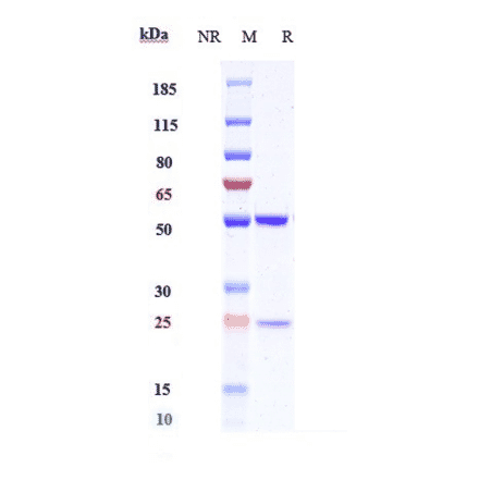 SDS-PAGE - Anti-ICOS Antibody [MEDI-570] - Low endotoxin, Azide free (A324065) - Antibodies.com