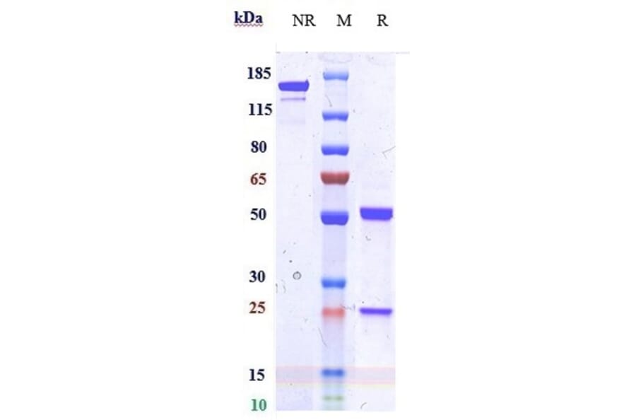 SDS-PAGE - Anti-IDO-2 Antibody [Research Grade Biosimilar] - Low endotoxin, Azide free (A324066) - Antibodies.com