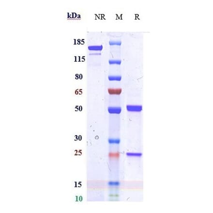 SDS-PAGE - Anti-IDO-2 Antibody [Research Grade Biosimilar] - Low endotoxin, Azide free (A324066) - Antibodies.com
