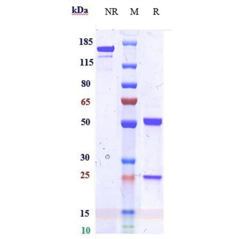 SDS-PAGE - Anti-IDO-2 Antibody [Research Grade Biosimilar] - Low endotoxin, Azide free (A324066) - Antibodies.com