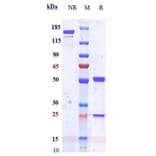 SDS-PAGE - Anti-IDO-2 Antibody [Research Grade Biosimilar] - Low endotoxin, Azide free (A324066) - Antibodies.com