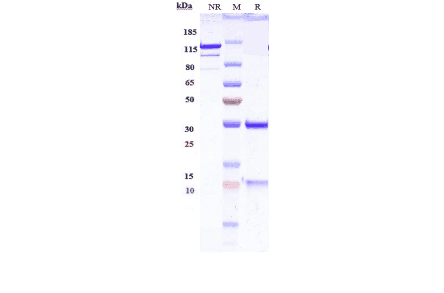 SDS-PAGE - Anti-IGF2 Antibody [DX-2647] - Low endotoxin, Azide free (A324068) - Antibodies.com