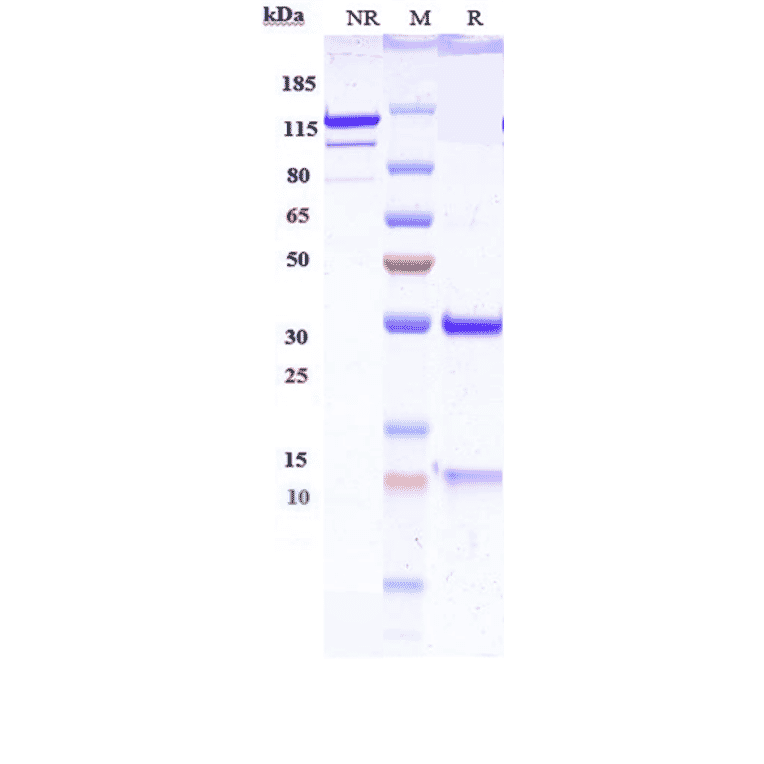 SDS-PAGE - Anti-IGF2 Antibody [DX-2647] - Low endotoxin, Azide free (A324068) - Antibodies.com