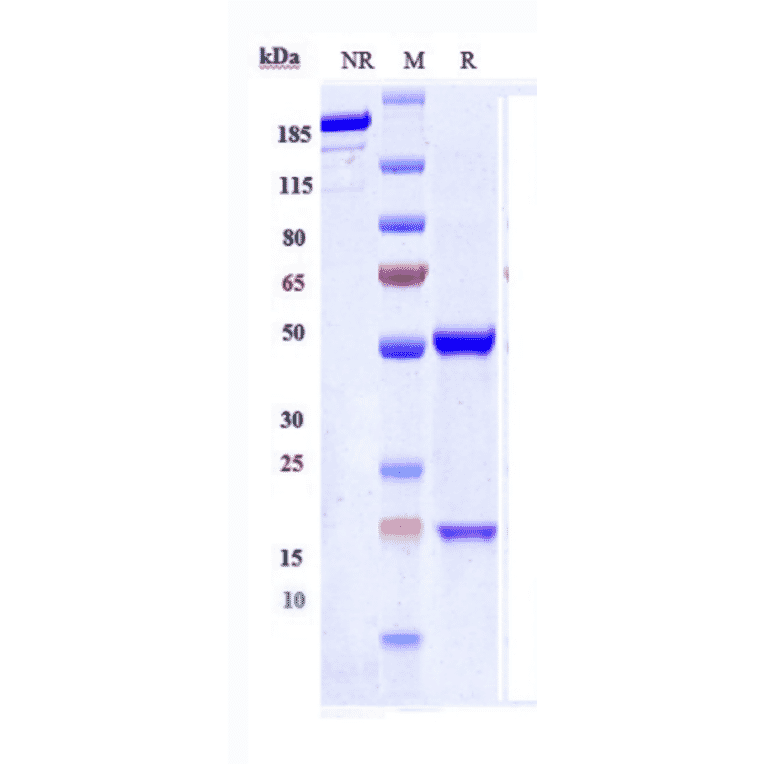 SDS-PAGE - Anti-IL-10 Antibody [BT-063] - Low endotoxin, Azide free (A324071) - Antibodies.com