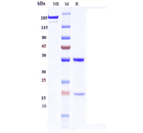 SDS-PAGE - Anti-IL-13 Antibody [M1295] - Low endotoxin, Azide free (A324072) - Antibodies.com