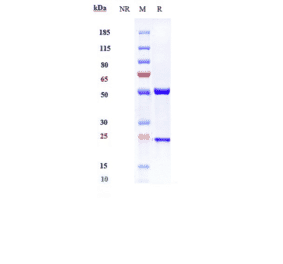 SDS-PAGE - Anti-IL-13 Antibody [GSK 679586] - Low endotoxin, Azide free (A324073) - Antibodies.com